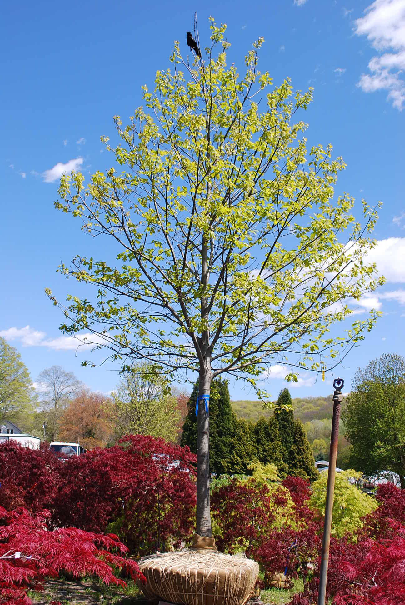 Shade Trees Planters' Choice