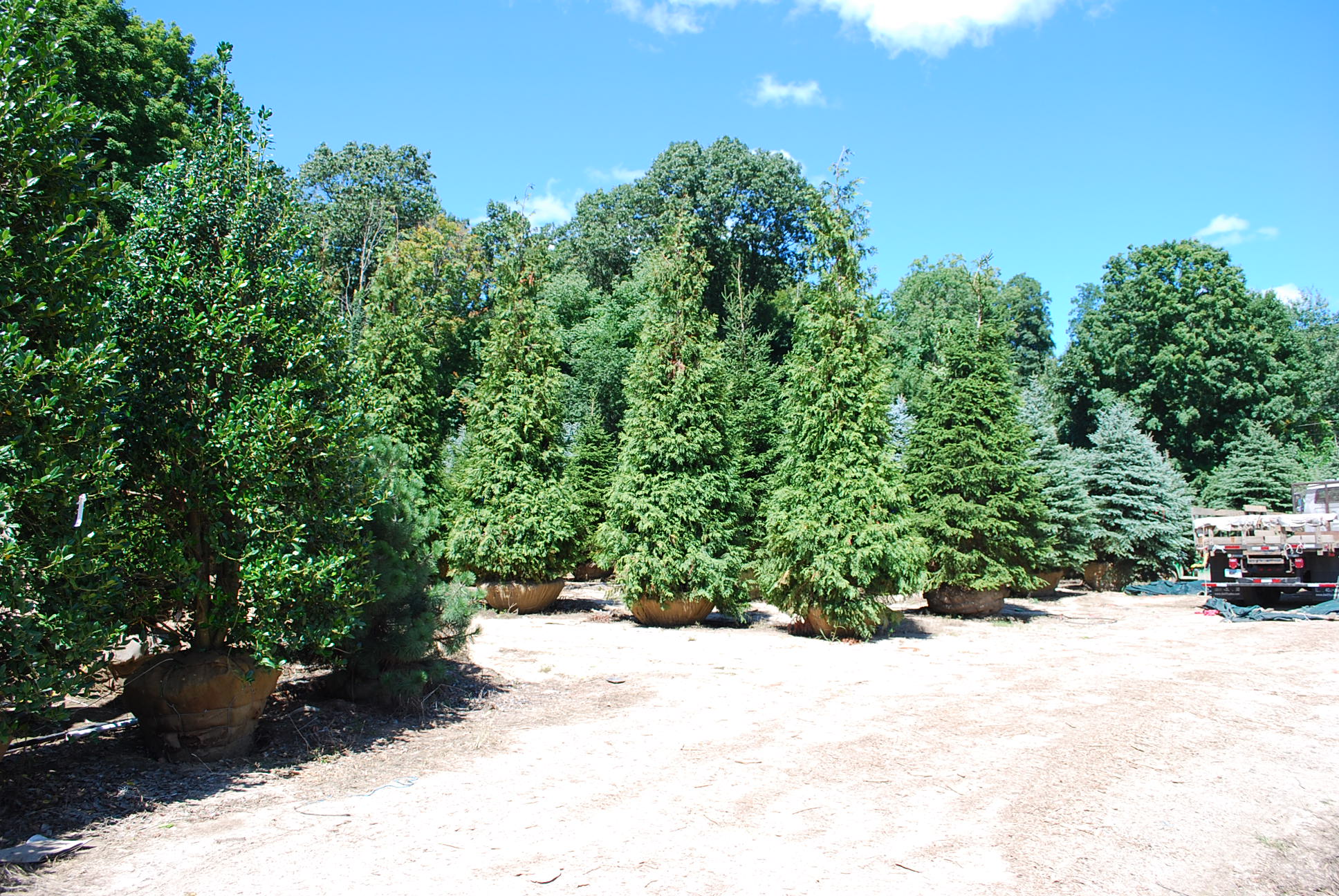 Screening Evergreens Planters' Choice