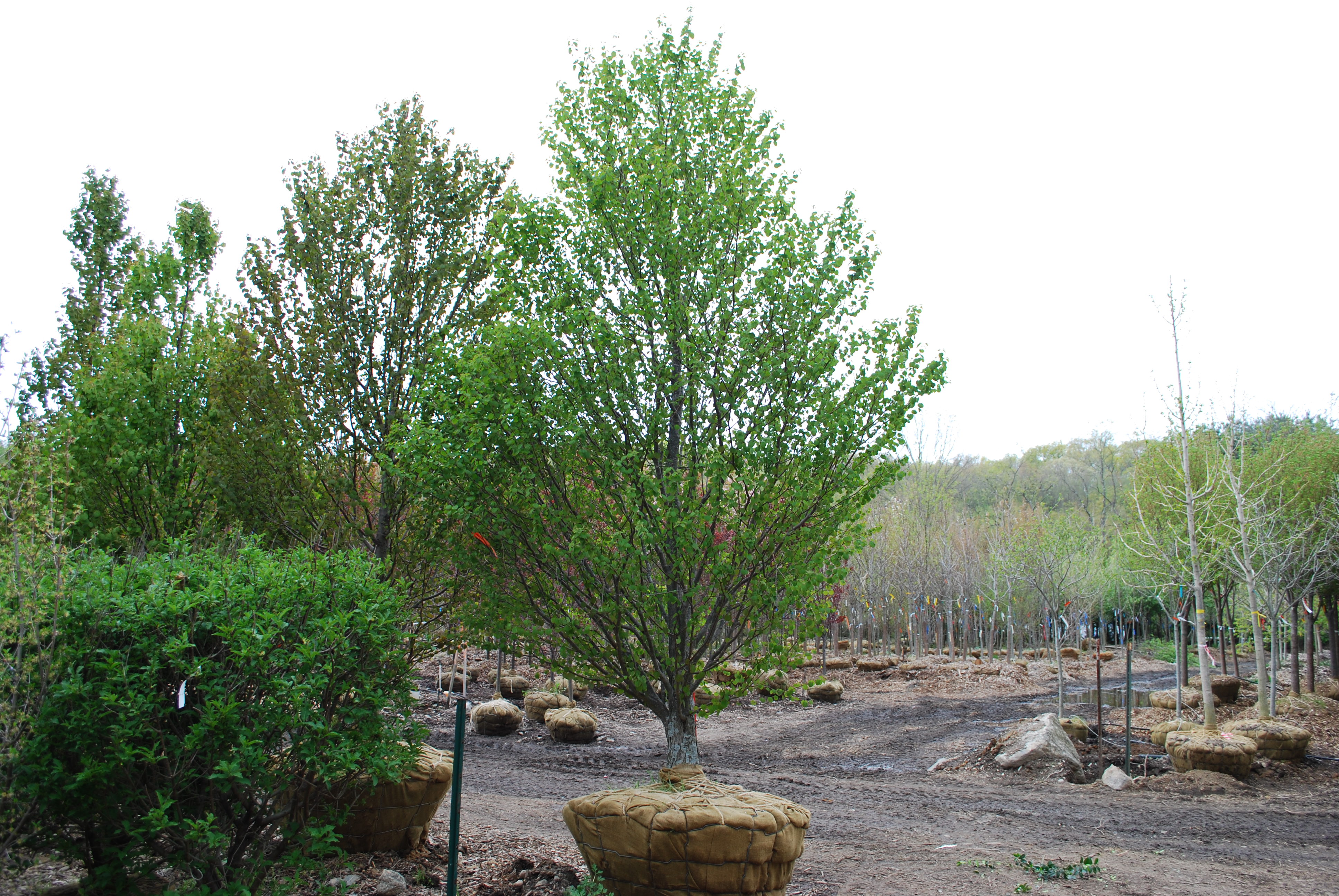 Ornamental Trees Planters' Choice
