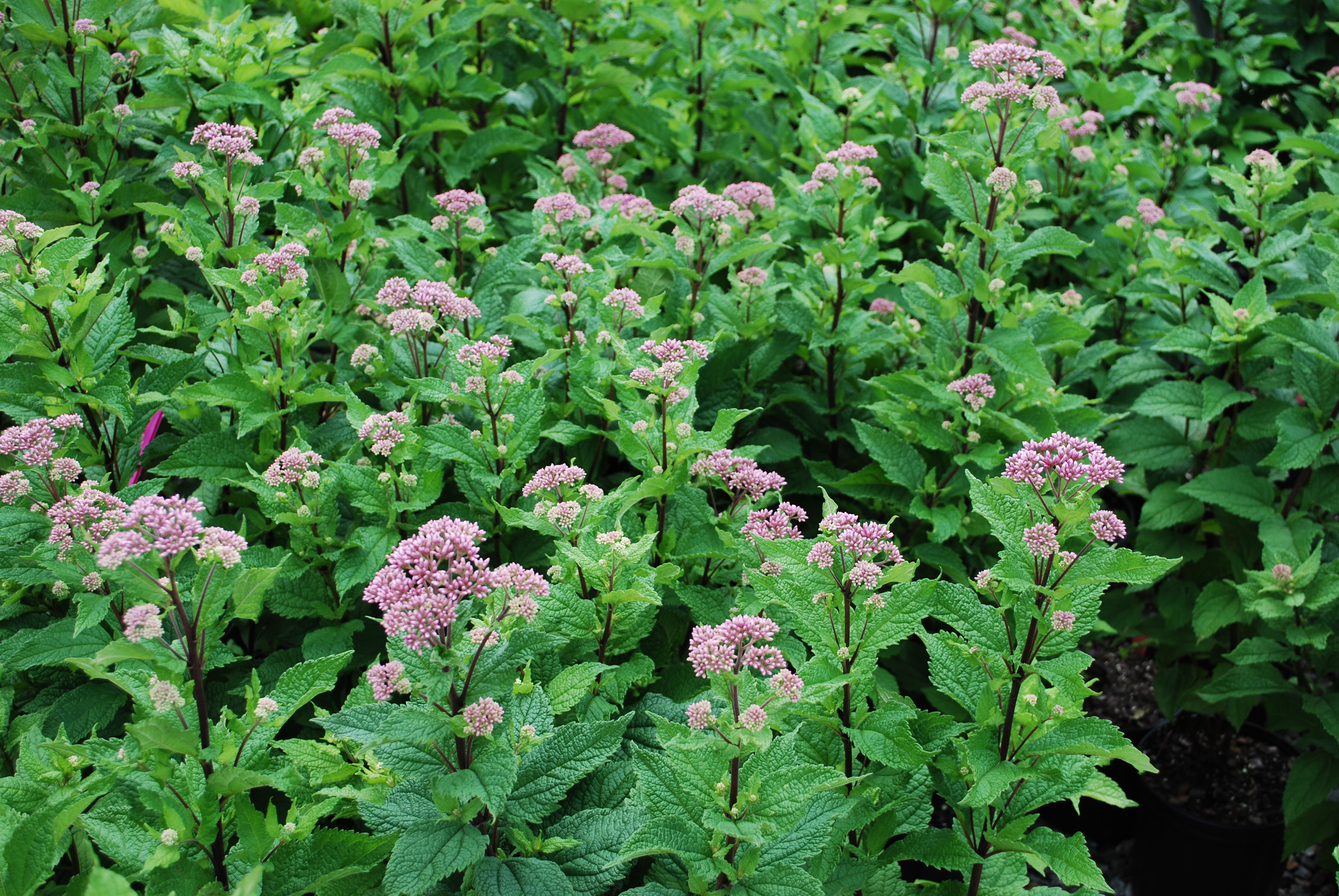 Perennials Planters' Choice