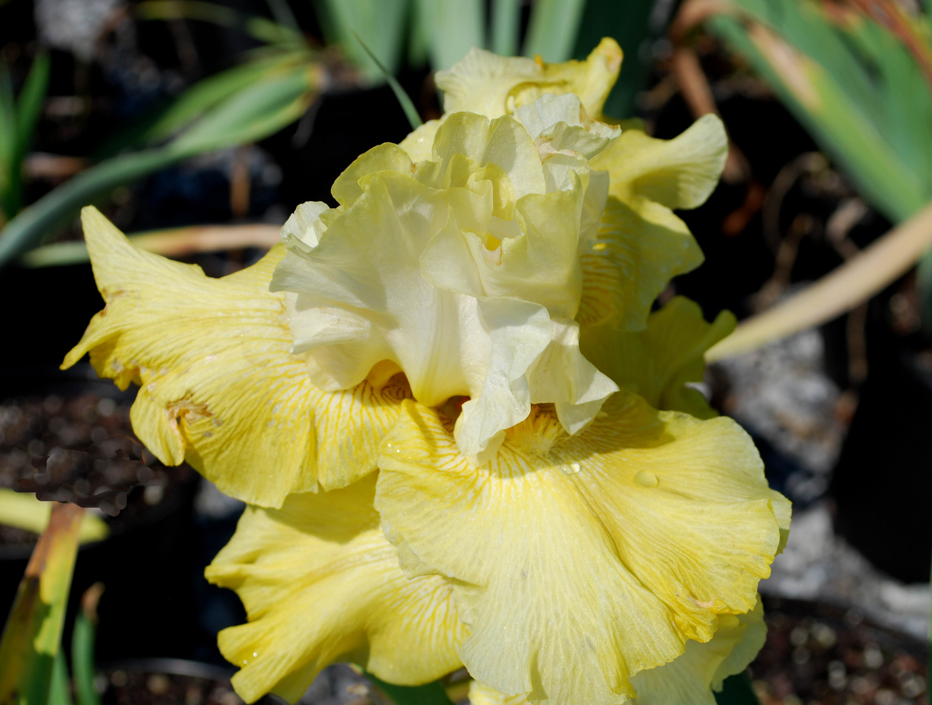 Perennials Planters' Choice