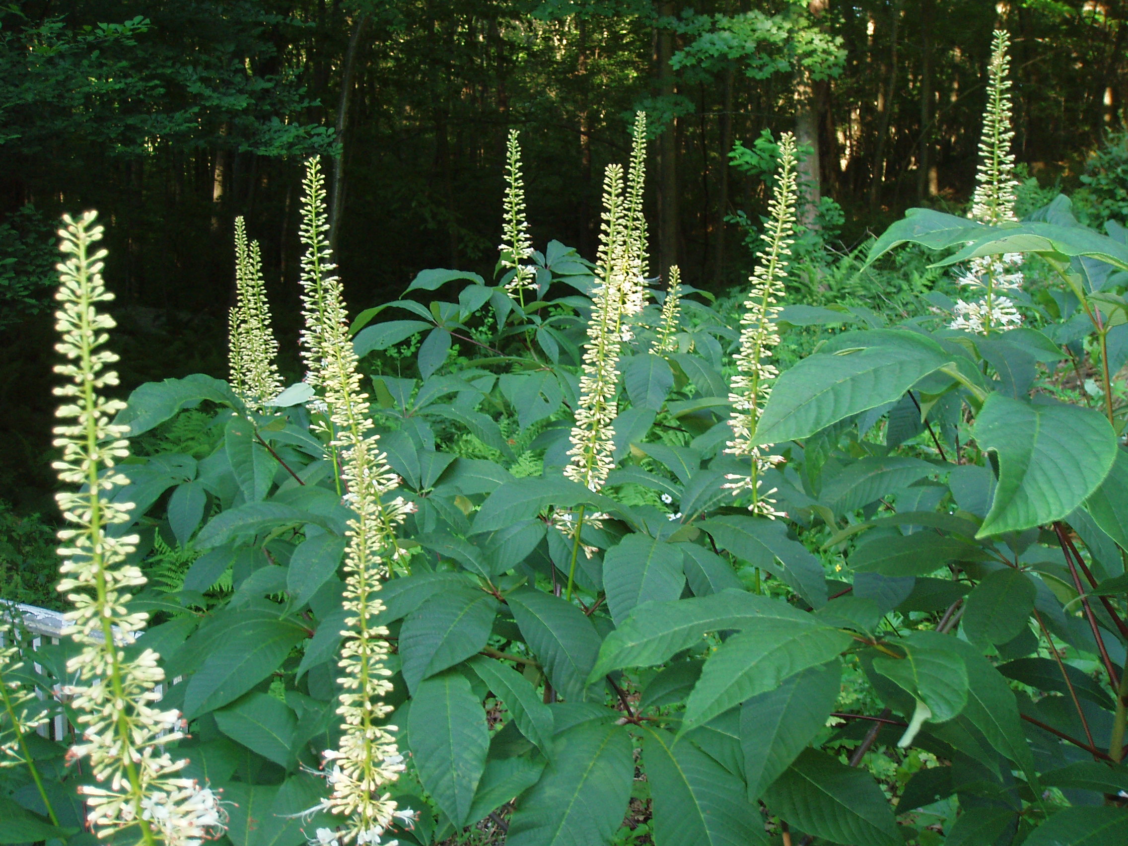 Deciduous Shrubs Planters' Choice