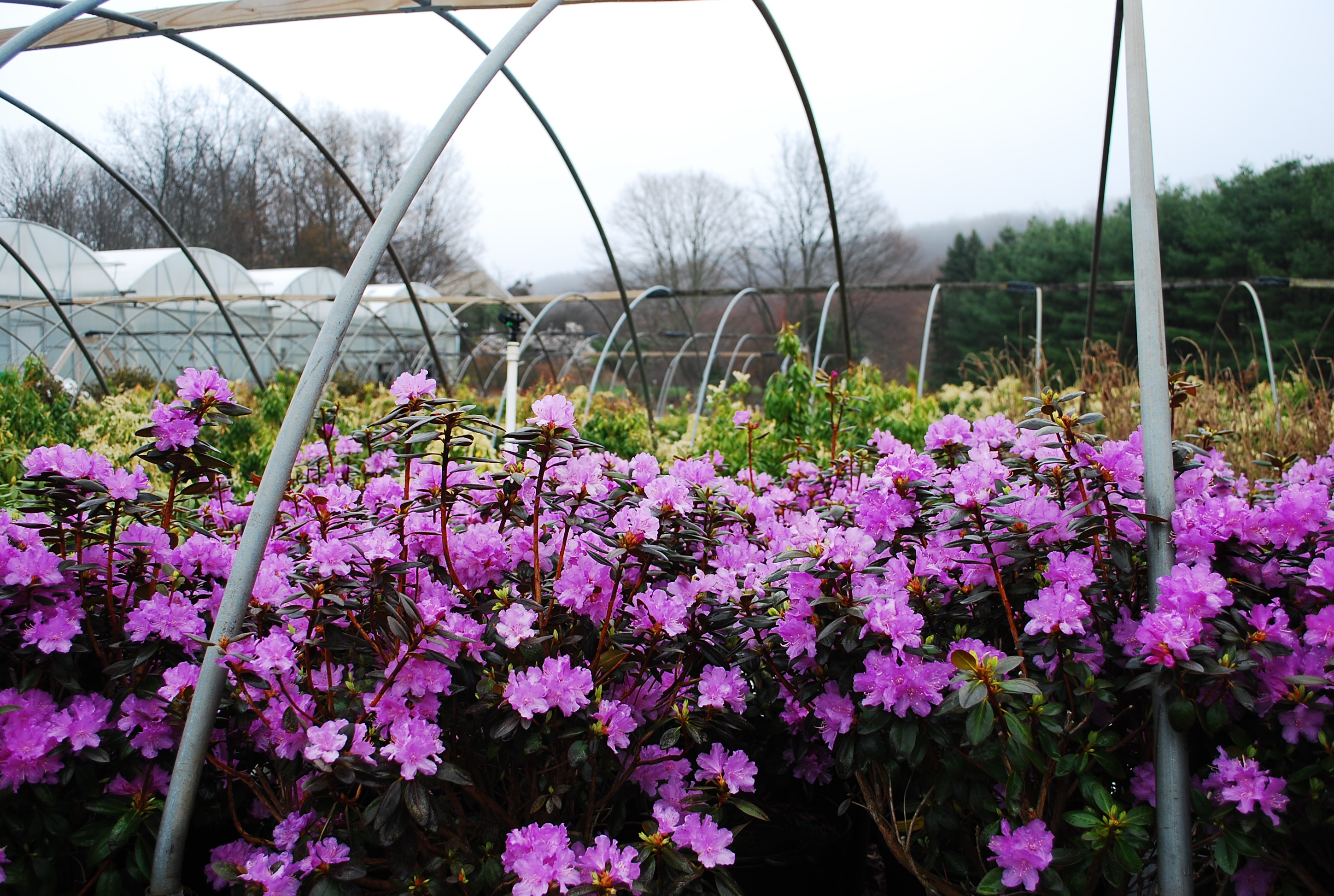 Evergreen Shrubs Planters' Choice