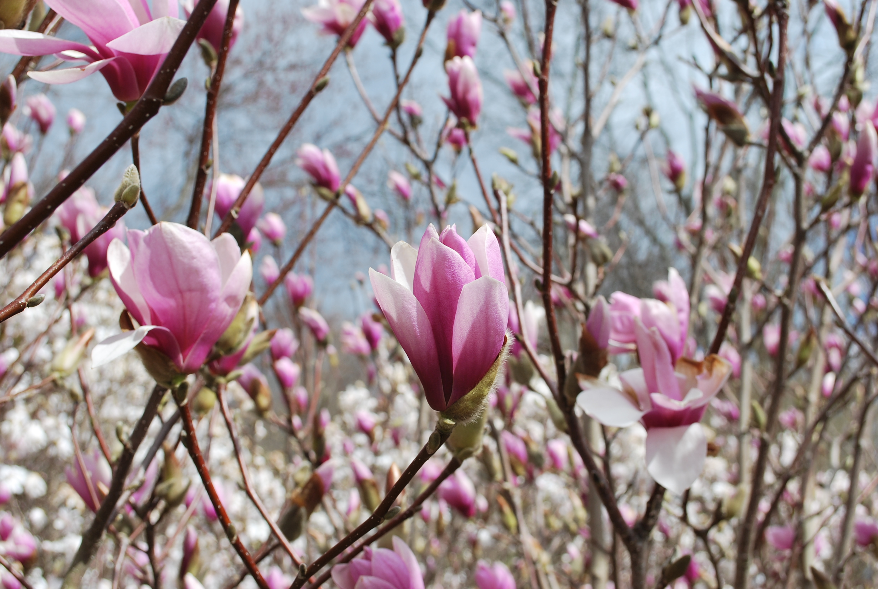 Flowering Trees Planters' Choice
