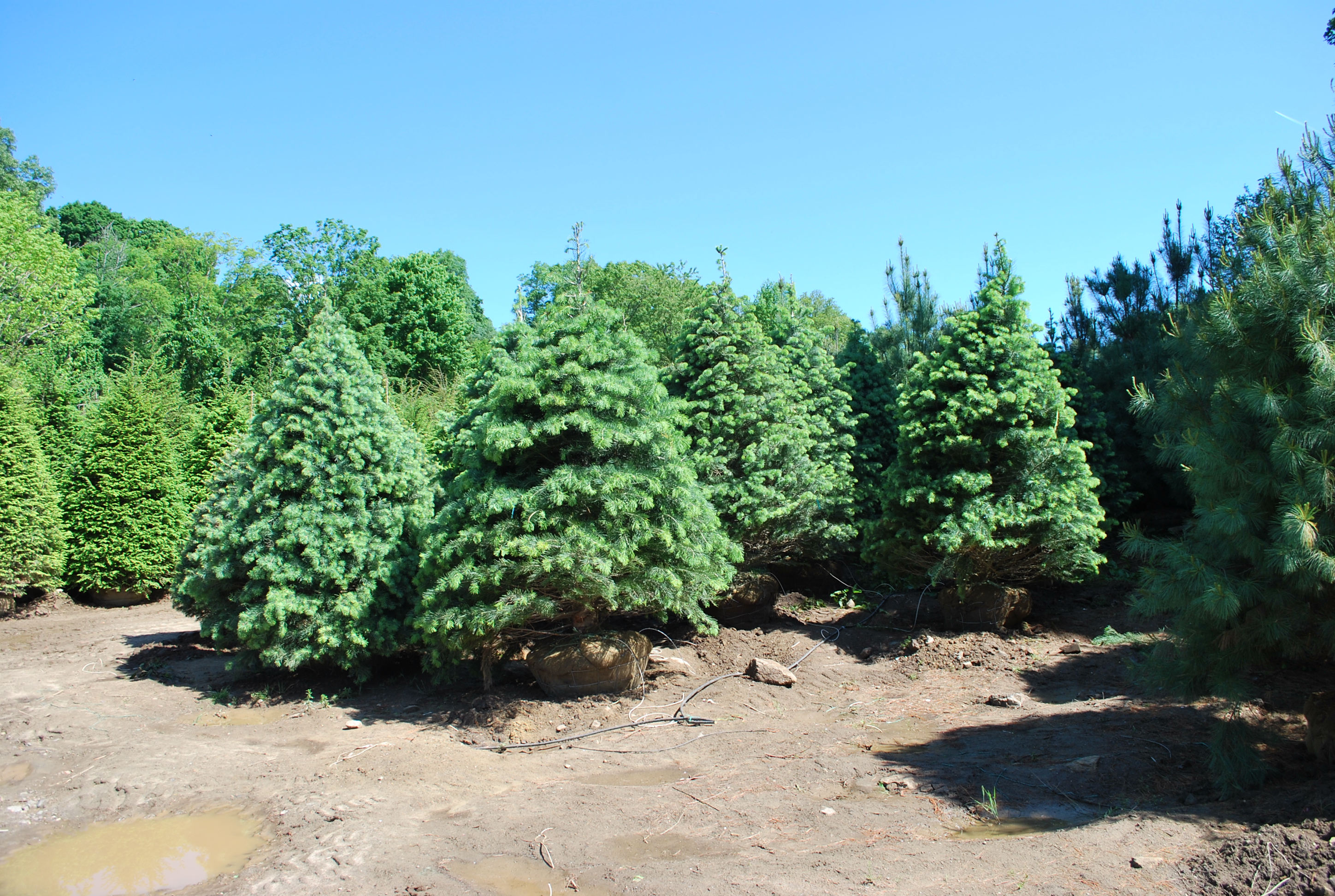 Screening Evergreens Planters' Choice