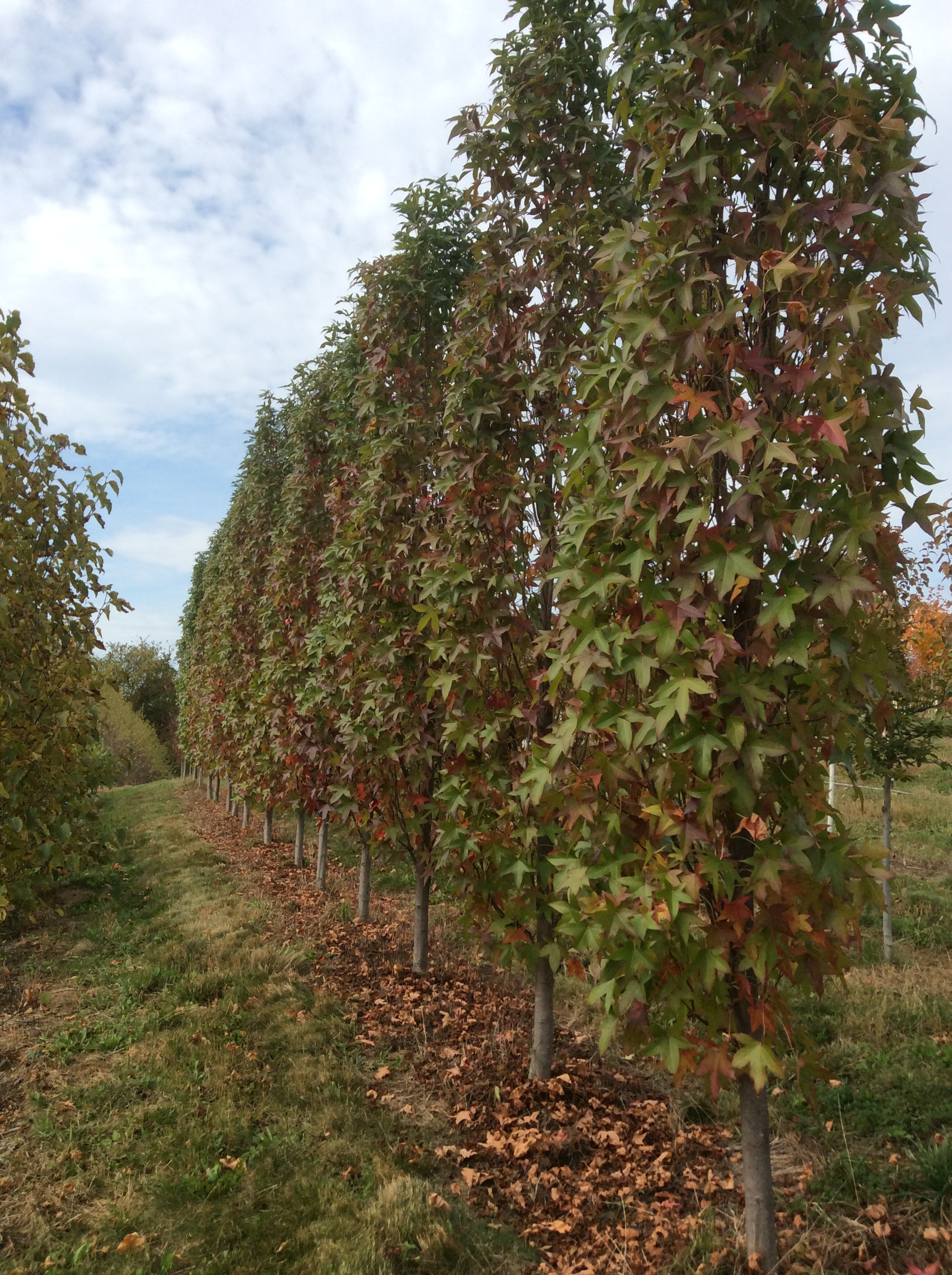 Ornamental Trees | Planters' Choice