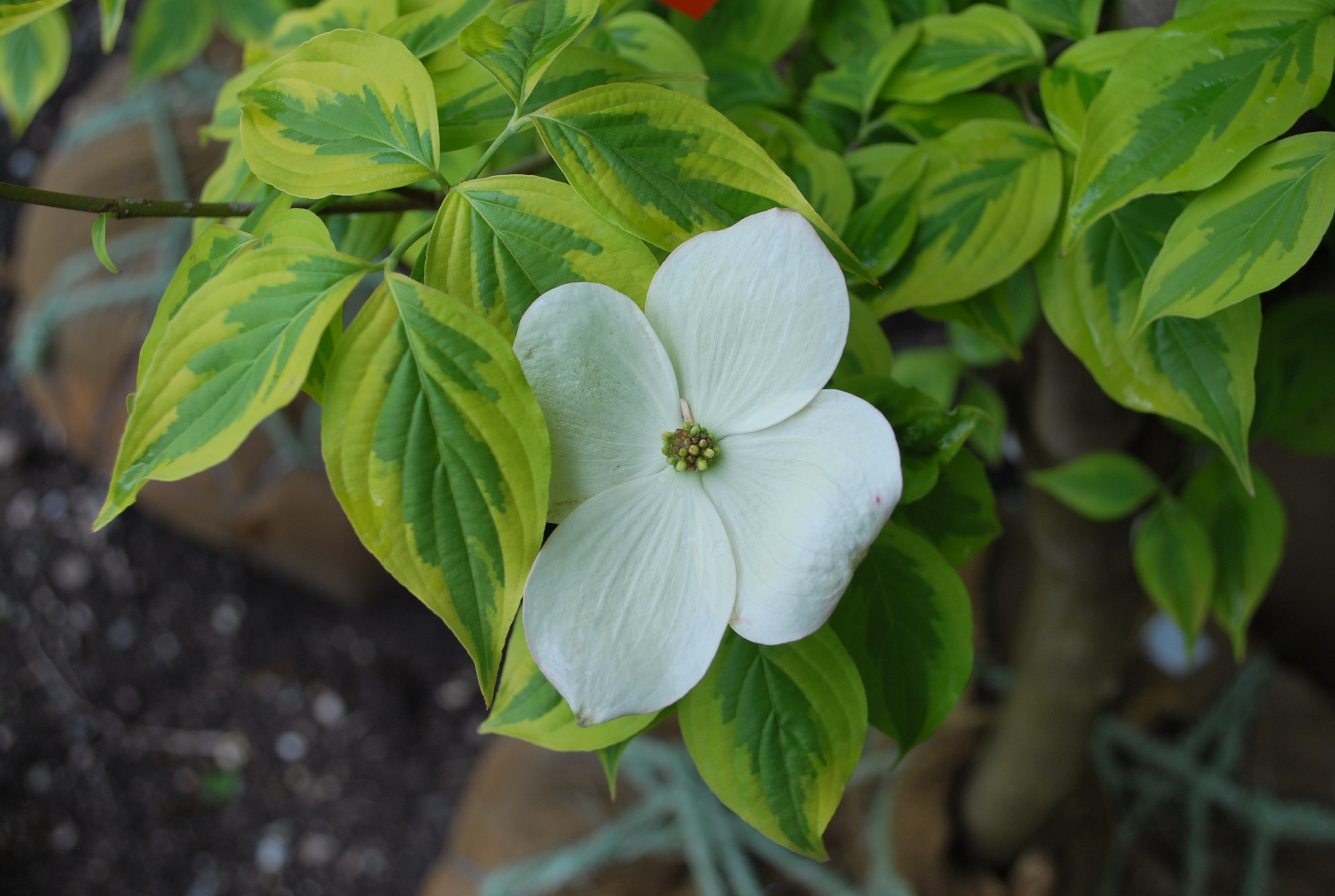 Flowering Trees Planters' Choice