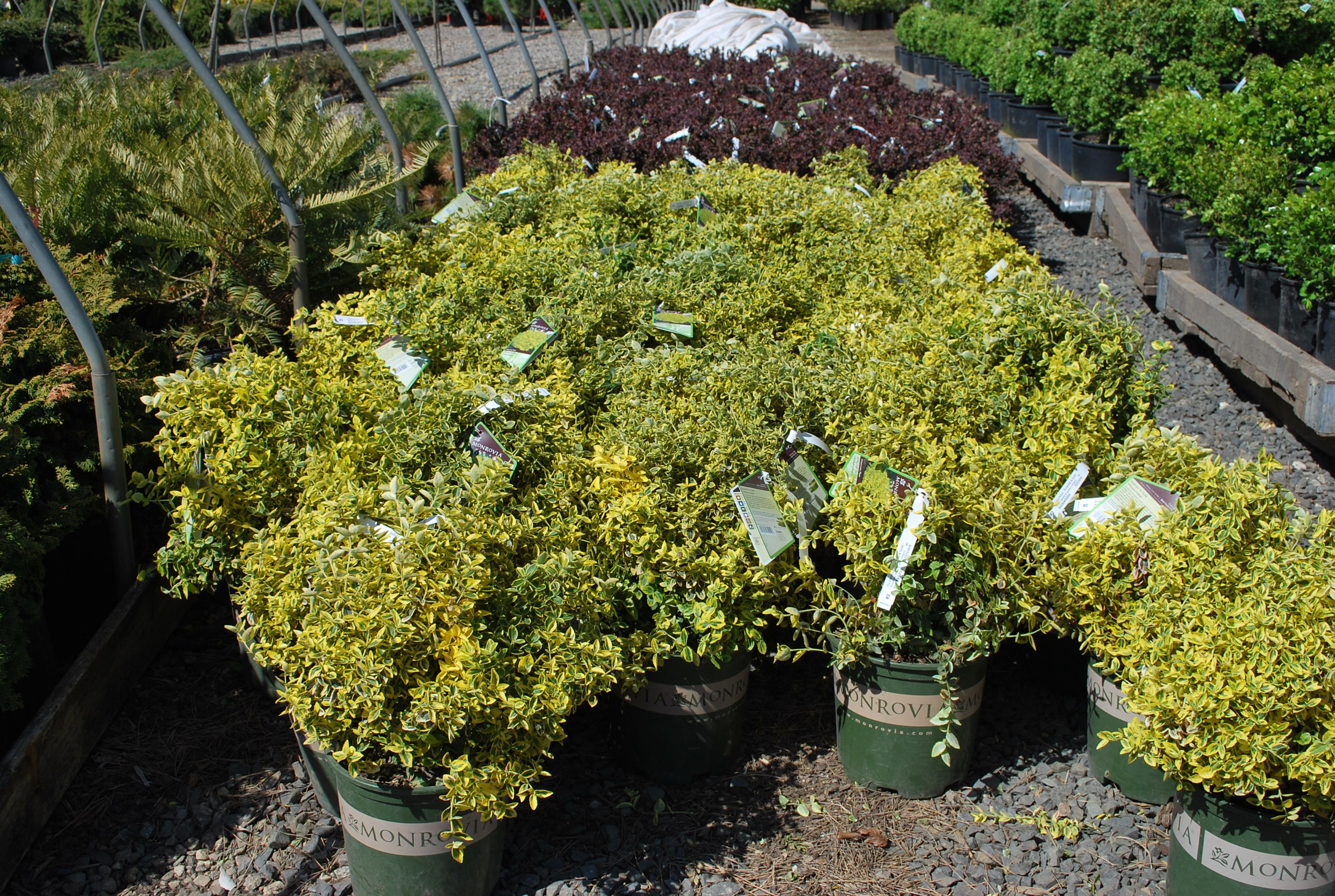 Evergreen Shrubs Planters' Choice