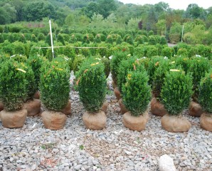 What Should You Use To Fertilize Boxwood?