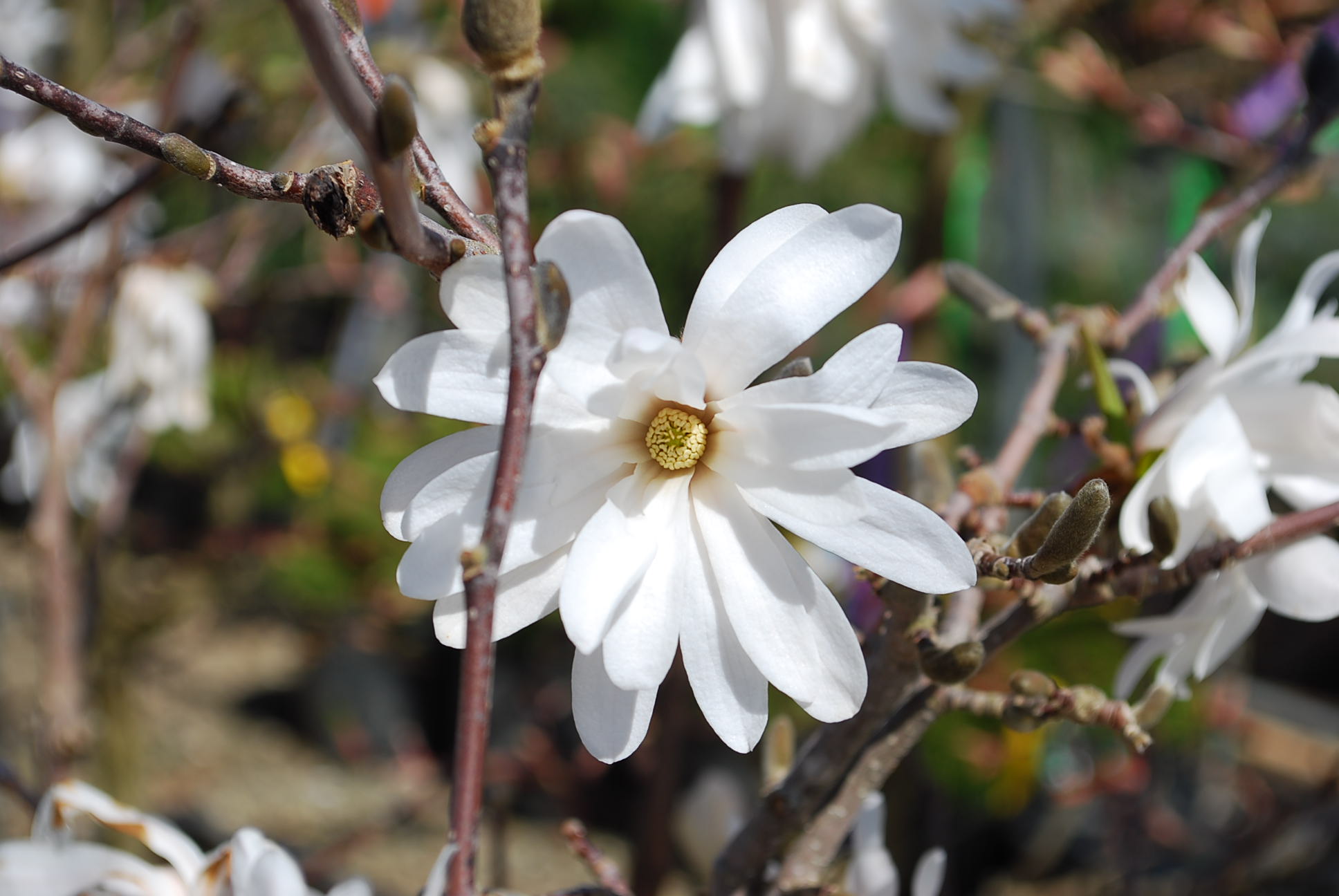 Магнолия стеллата фото. Магнолия стеллата Роял Стар. Magnolia stellata 'Royal Star'. Магнолия звёздчатая Royal Star. Магнолия звездчатая (Magnolia stellata) Royal Star летом.