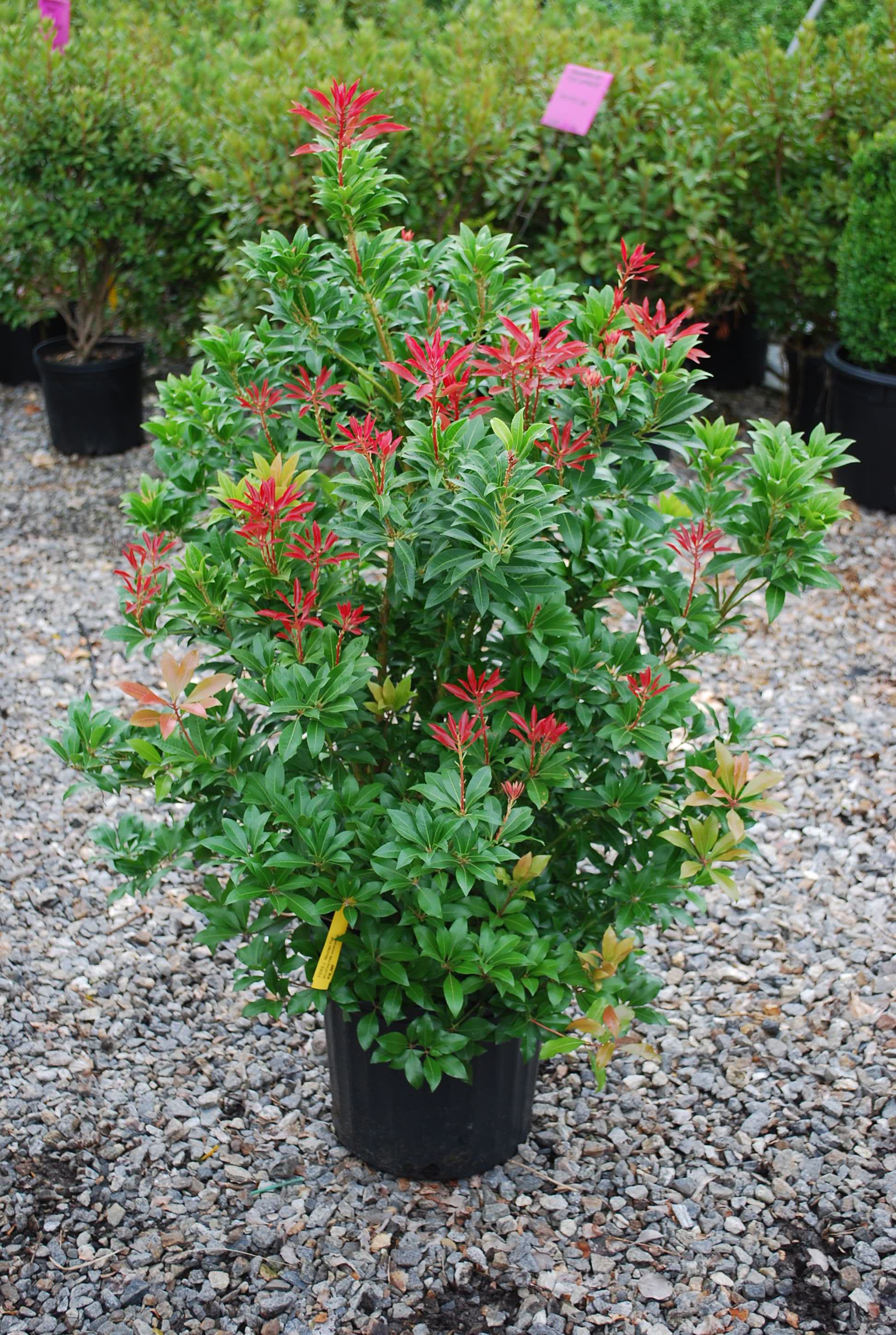 Evergreen Shrubs Planters' Choice