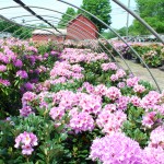 Rhododendron English Roseum LEFT  Rhododendron Lavender Princess RIGHT
