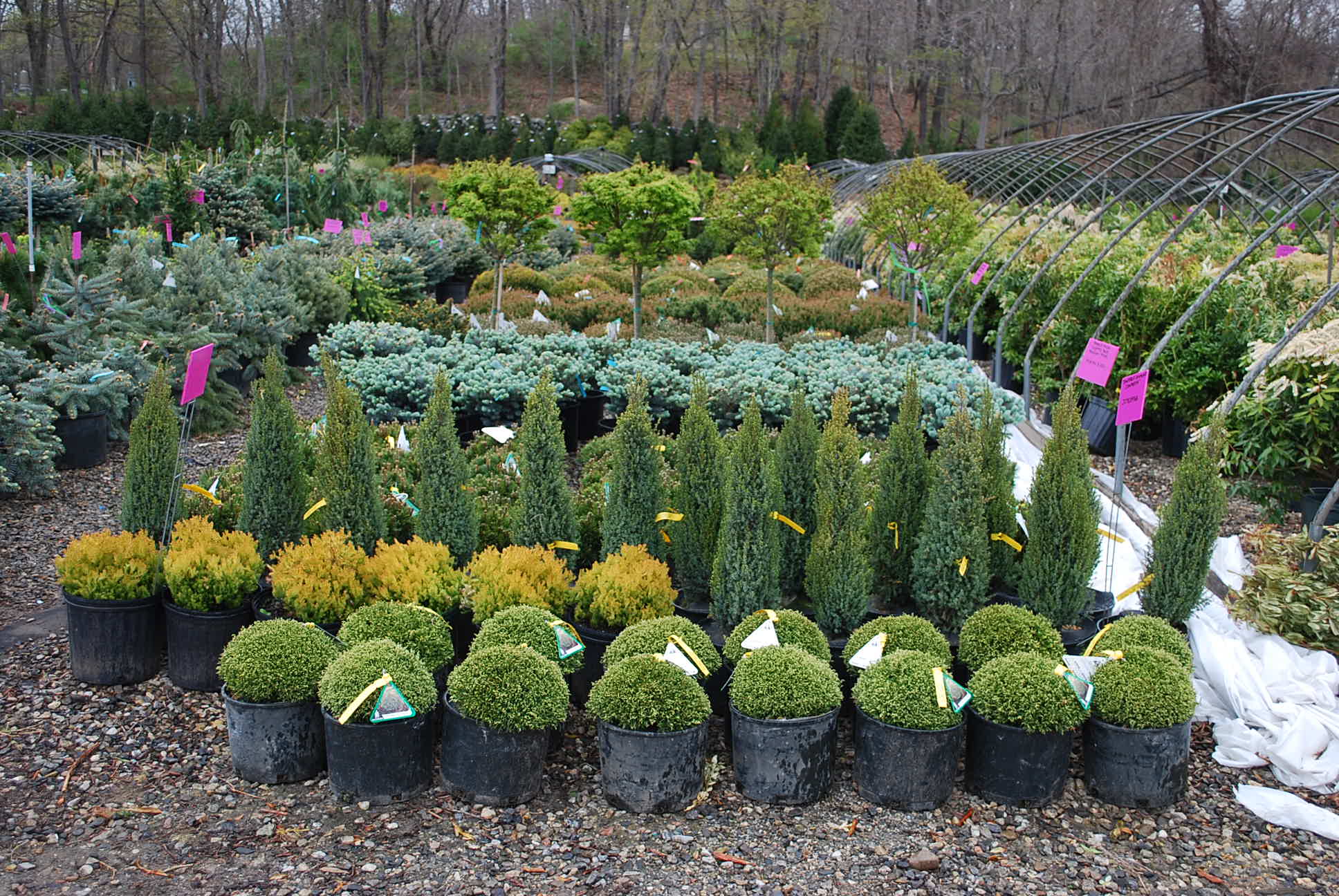 Specialty Conifers - Planters' Choice