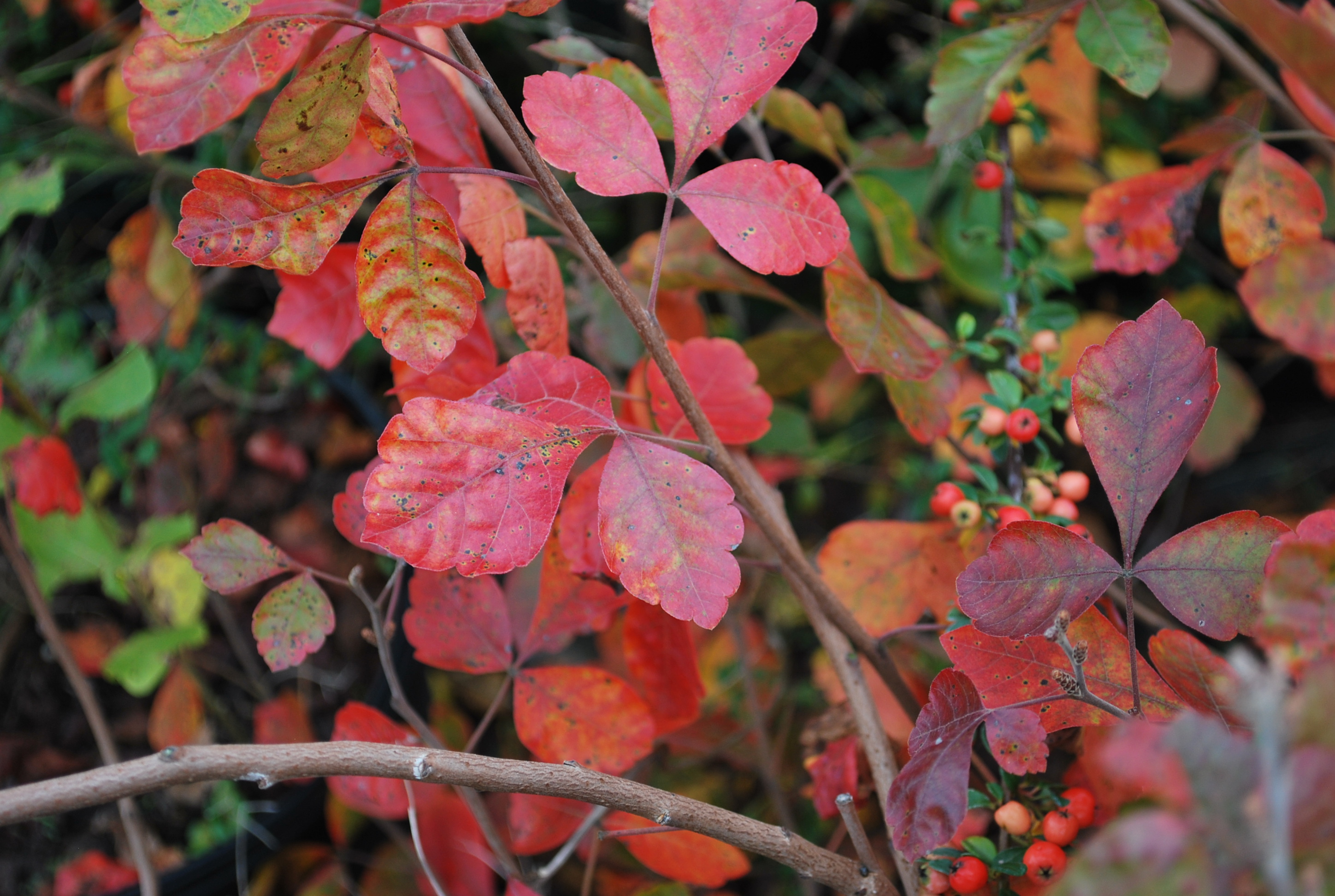 Rhus aromatica