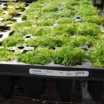 Sagina subulata (Aurea) Scotch Moss in greenhouse