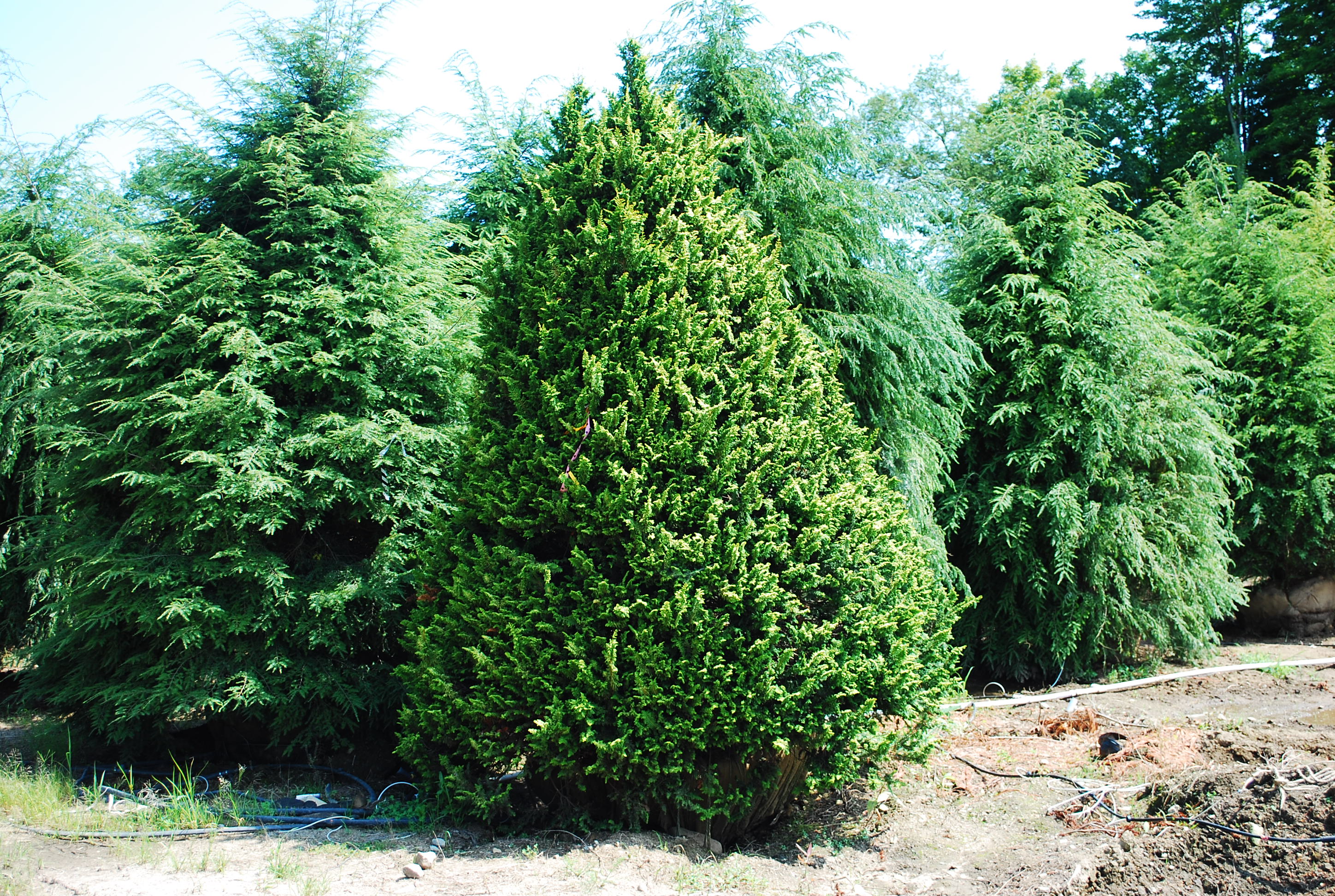 Specialty Conifers - Planters' Choice