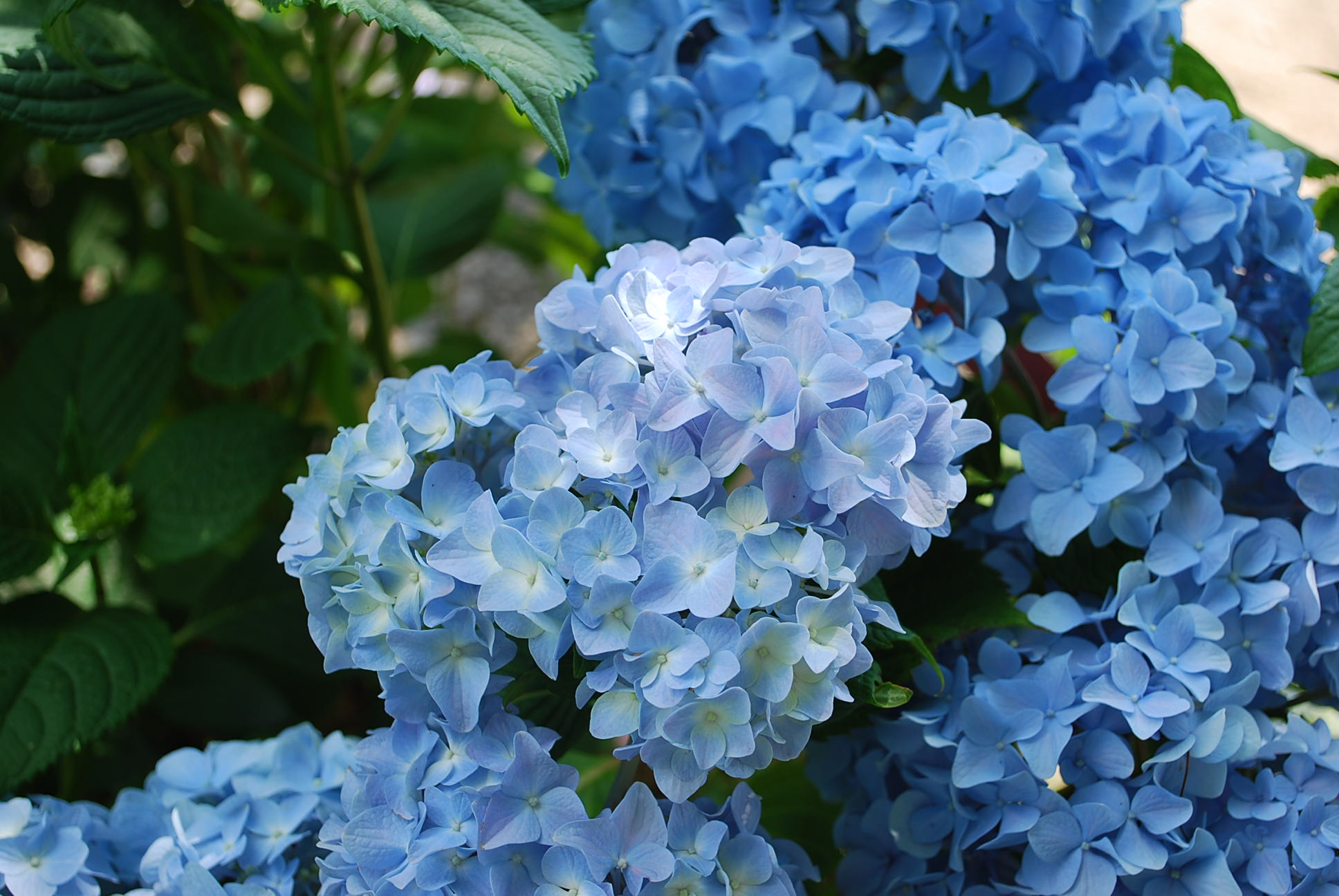 Hydrangea macrophylla Nikko Blue Bigleaf Hydrangea br.