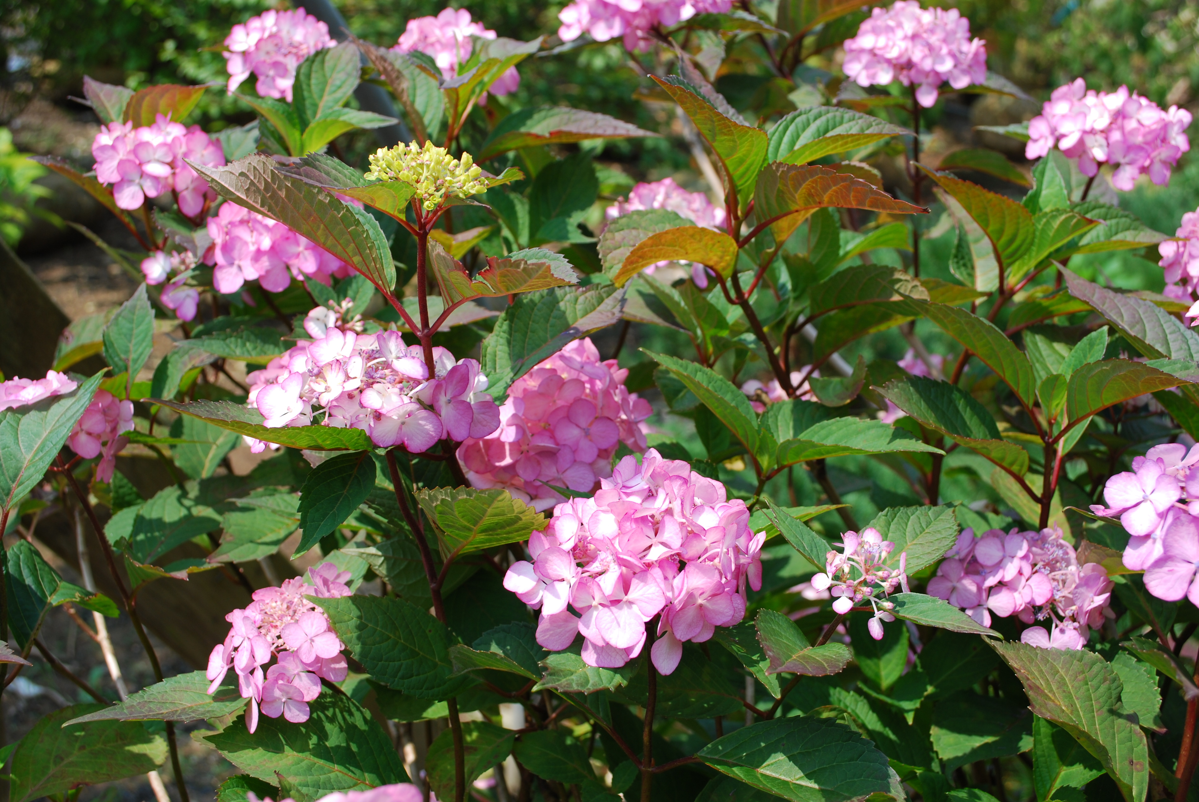 Deciduous Shrubs | Planters' Choice