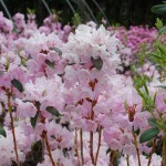 Rhododendron SIlvery Pink small leaf