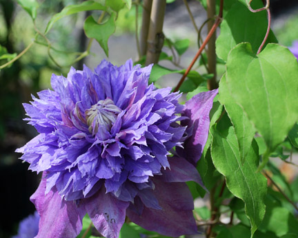 The Dreamy Diamantina Clematis