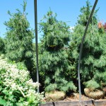 PINUS STROBUS PENDULA Weeping Eastern White Pine