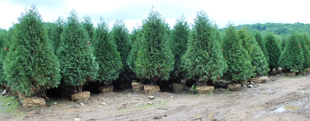 Screening Evergreens - Planters' Choice