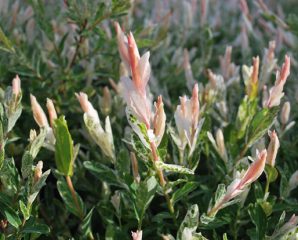 The Colorful Hakuro Nishiki Dappled Willow