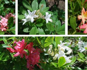 pink swamp azalea Rhododendron viscosum (pink form) from New