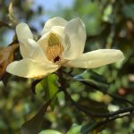 MAGNOLIA GRANDIFLORA BRACKENS BROWN BEAUTY Southern Magnolia