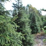 PICEA ORIENTALIS Oriental Spruce