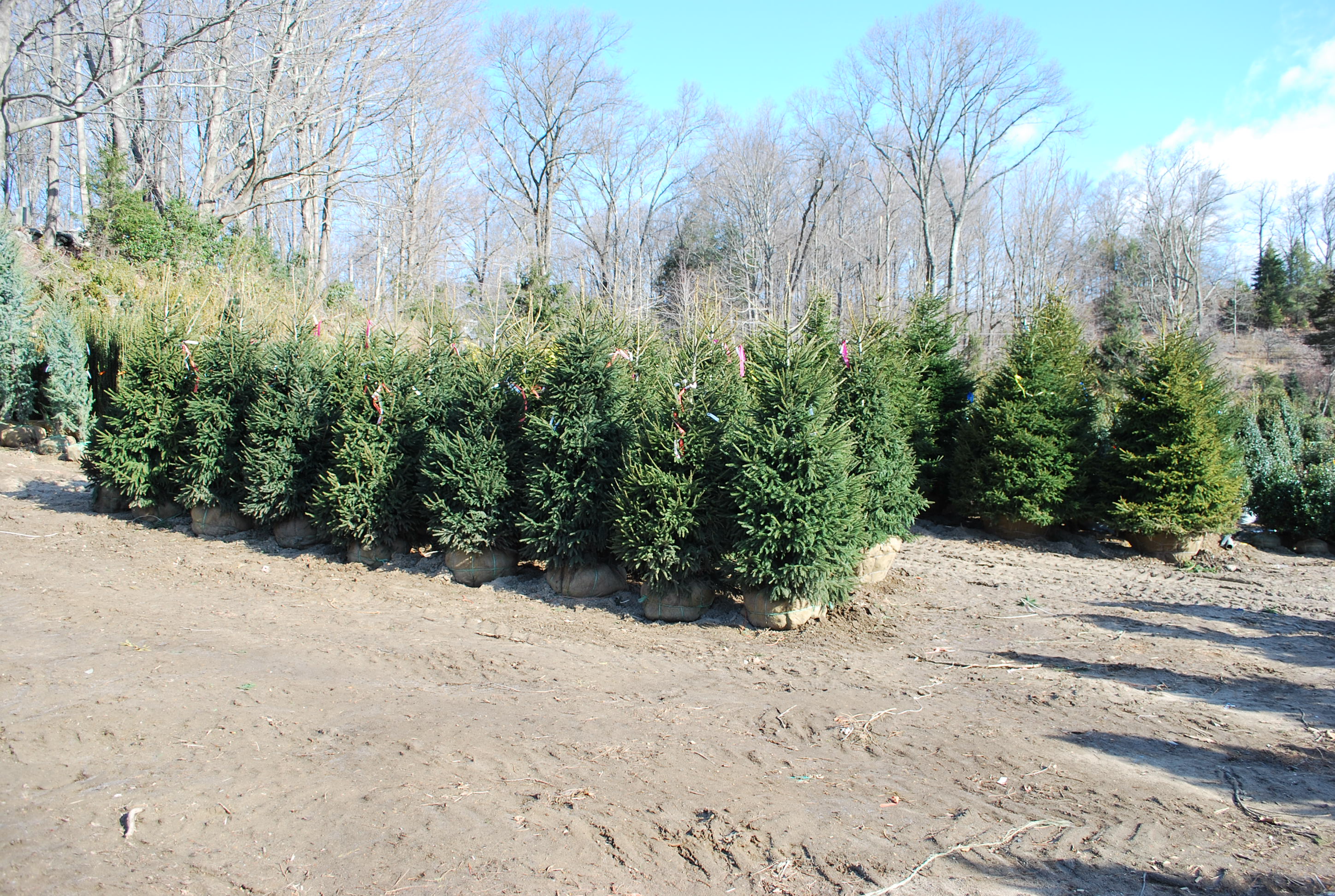 Planters' Choice Connecticut's Wholesale Nursery