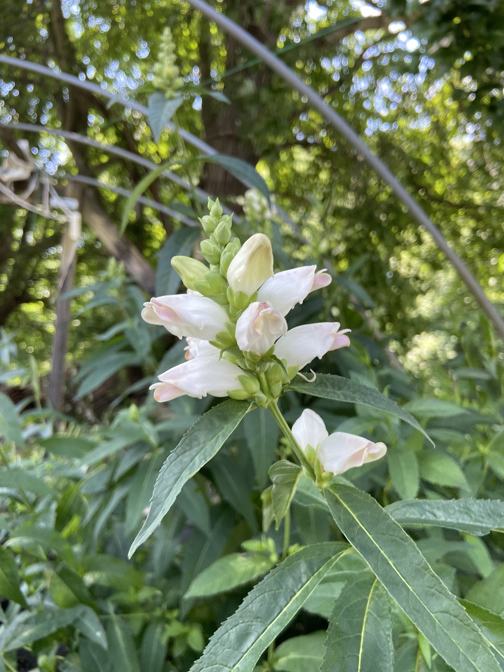 Planters' Choice Connecticut's Wholesale Nursery